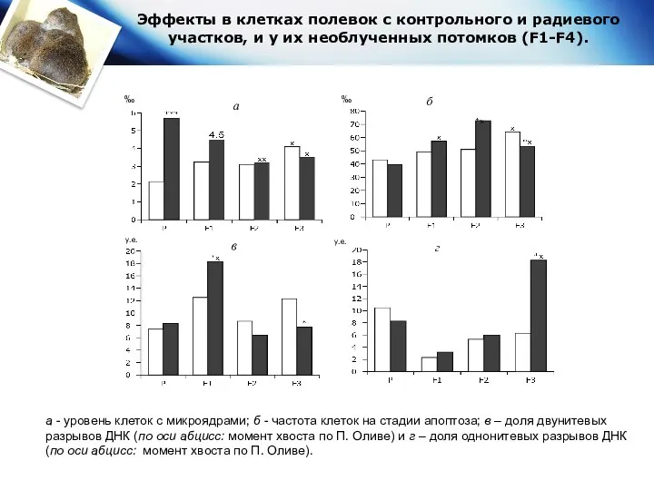 Эффекты в клетках полевок с контрольного и радиевого участков, и у