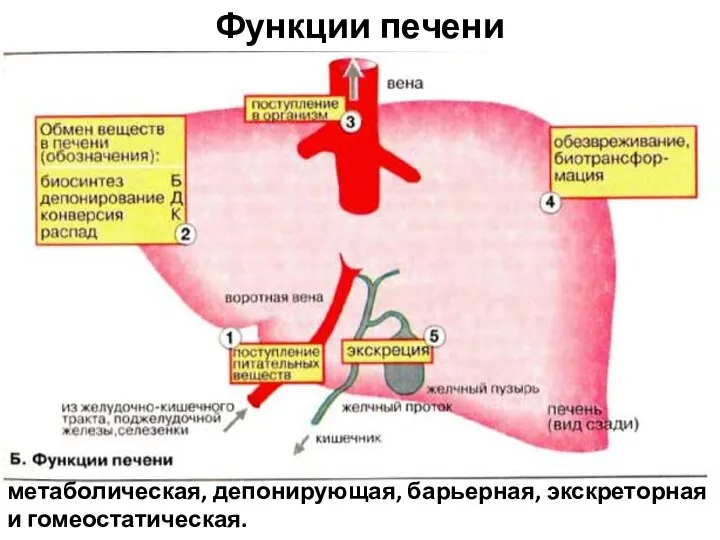 Функции печени метаболическая, депонирующая, барьерная, экскреторная и гомеостатическая.