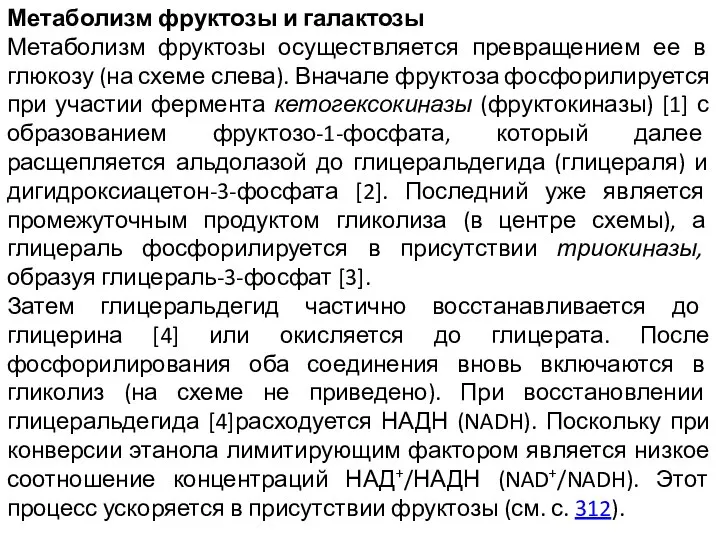 Метаболизм фруктозы и галактозы Метаболизм фруктозы осуществляется превращением ее в глюкозу