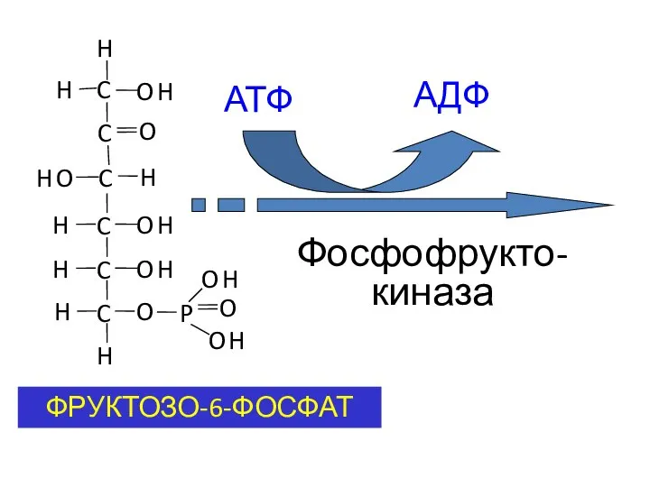 ФРУКТОЗО-6-ФОСФАТ АТФ АДФ Фосфофрукто-киназа