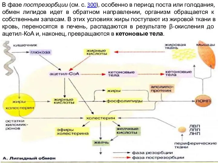 В фазе пострезорбции (см. с. 300), особенно в период поста или