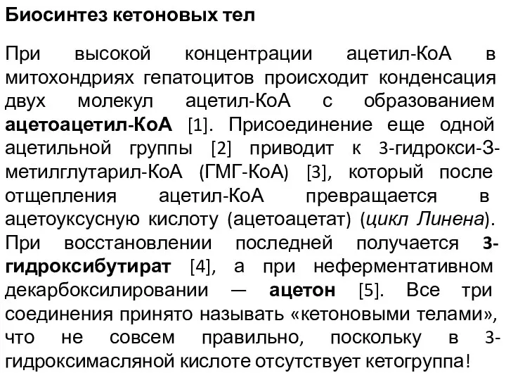 Биосинтез кетоновых тел При высокой концентрации ацетил-КоА в митохондриях гепатоцитов происходит