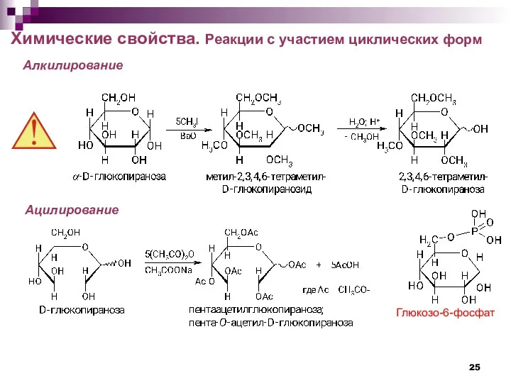 Химические свойства. Реакции с участием циклических форм Алкилирование Ацилирование Глюкозо-6-фосфат