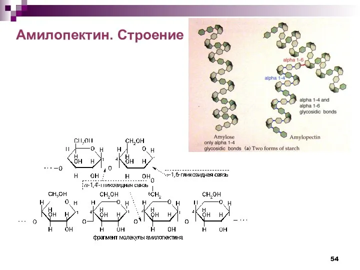Амилопектин. Строение