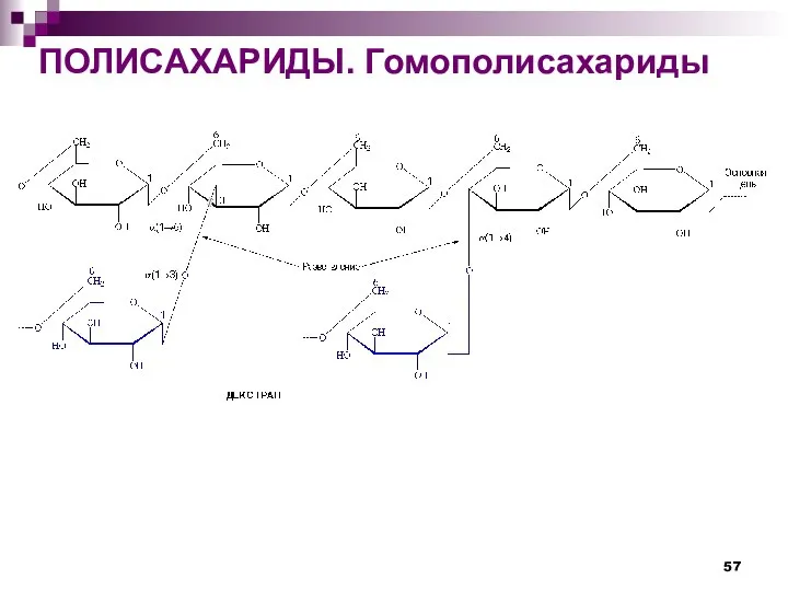 ПОЛИСАХАРИДЫ. Гомополисахариды