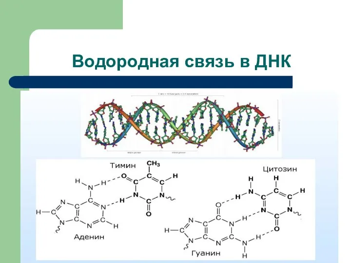 Водородная связь в ДНК