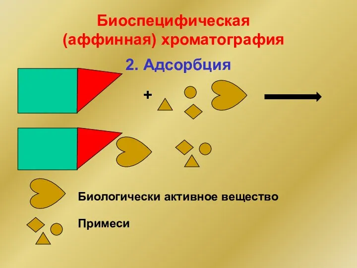 2. Адсорбция + Биологически активное вещество Примеси Биоспецифическая (аффинная) хроматография