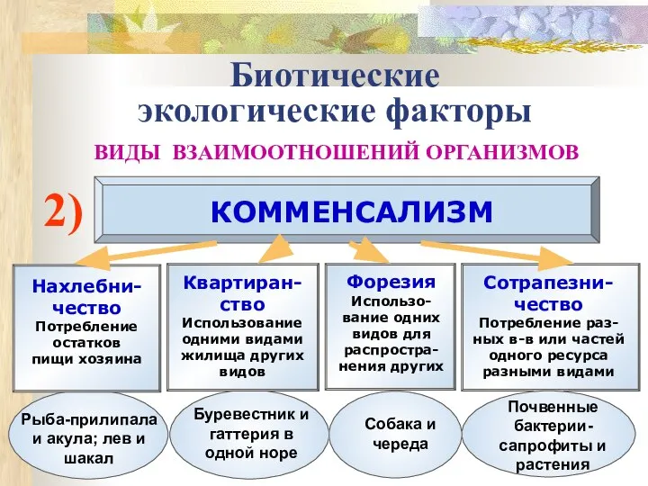 Биотические экологические факторы ВИДЫ ВЗАИМООТНОШЕНИЙ ОРГАНИЗМОВ 2) КОММЕНСАЛИЗМ Нахлебни-чество Потребление остатков