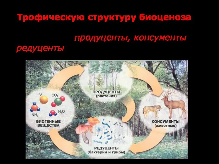 Трофическую структуру биоценоза образуют 3 экологические группы организмов: продуценты, консументы и редуценты