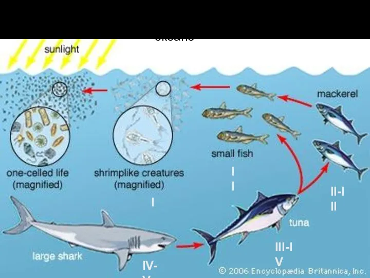 Пищевая цепь в океане I II II-III III-IV IV-V