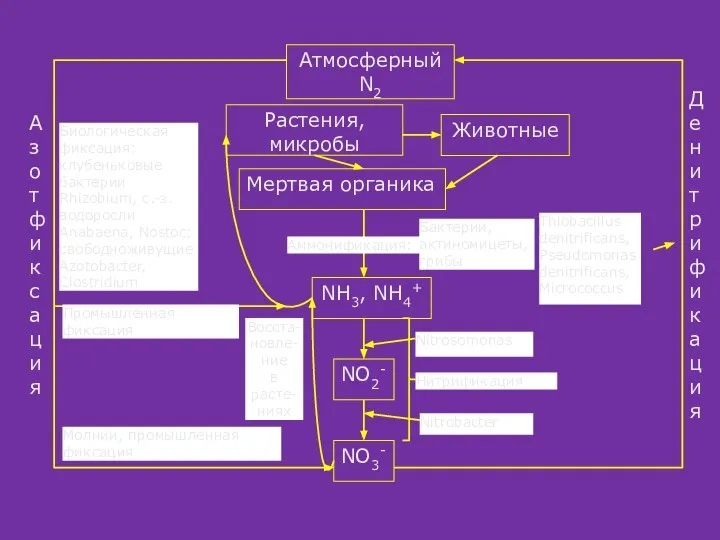 Атмосферный N2 NO3- NO2- NH3, NH4+ Растения, микробы Животные Мертвая органика