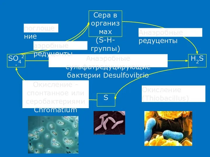 SO42- H2S Сера в организмах (S-H-группы) S Анаэробные сульфатредуцирующие бактерии Desulfovibrio