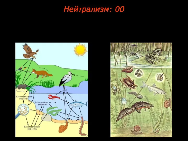 Взаимоотношения между видами, не оказывающими друг на друга прямого влияния. Нейтрализм: 00