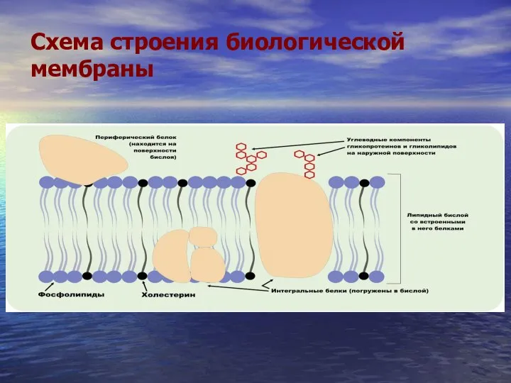 Схема строения биологической мембраны