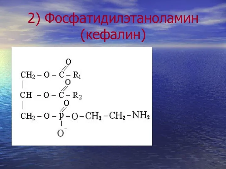 2) Фосфатидилэтаноламин (кефалин)