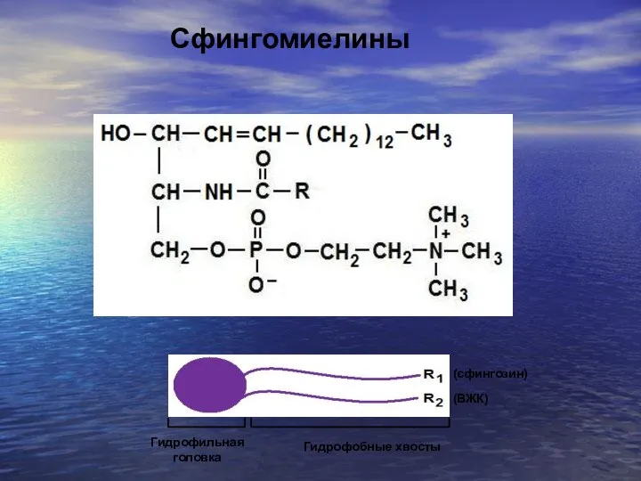 Сфингомиелины