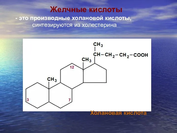 Желчные кислоты это производные холановой кислоты, синтезируются из холестерина Холановая кислота