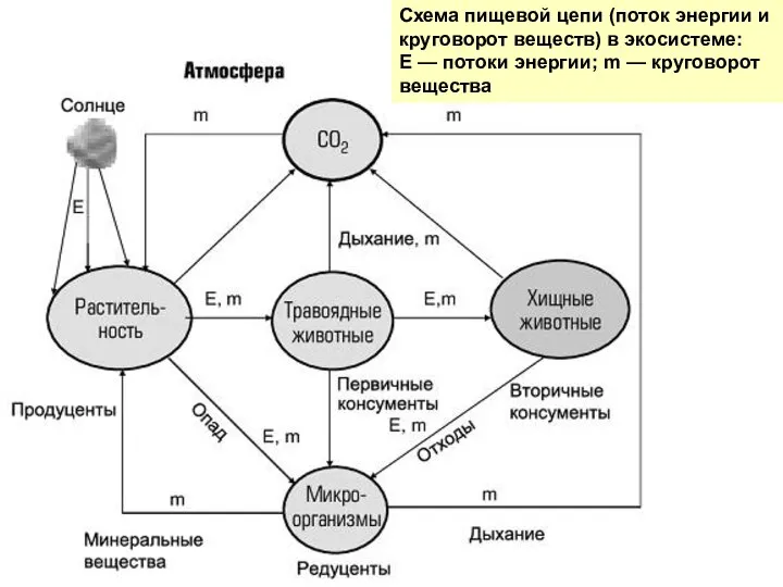 Схема пищевой цепи (поток энергии и круговорот веществ) в экосистеме: Е