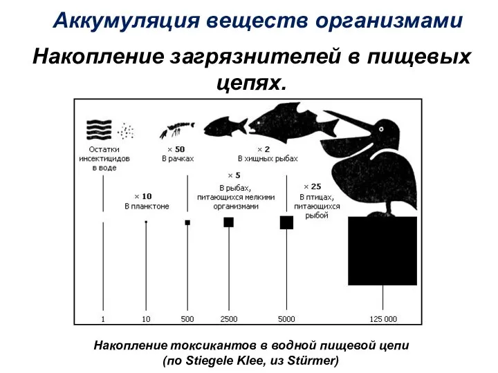 Аккумуляция веществ организмами Накопление загрязнителей в пищевых цепях. Накопление токсикантов в