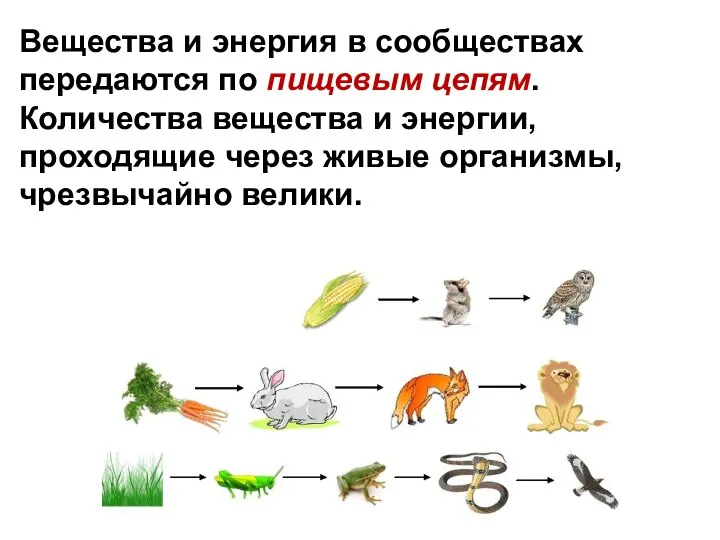 Вещества и энергия в сообществах передаются по пищевым цепям. Количества вещества