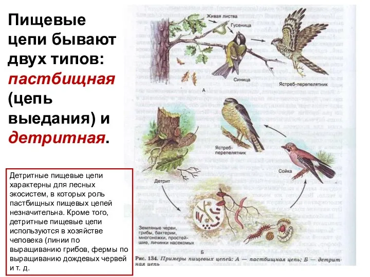 Пищевые цепи бывают двух типов: пастбищная (цепь выедания) и детритная. Детритные