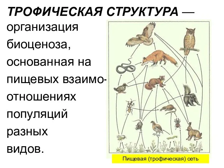 ТРОФИЧЕСКАЯ СТРУКТУРА — организация биоценоза, основанная на пищевых взаимо- отношениях популяций разных видов. Пищевая (трофическая) сеть