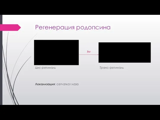 Регенерация родопсина hν Цис-ретиналь Транс-ретиналь Локализация: сетчатка глаза