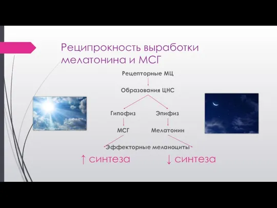 Реципрокность выработки мелатонина и МСГ Рецепторные МЦ Образования ЦНС Эпифиз Гипофиз