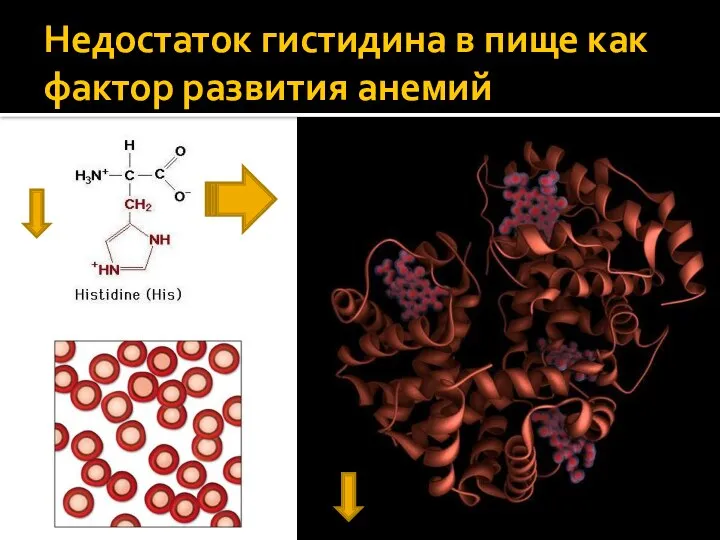 Недостаток гистидина в пище как фактор развития анемий