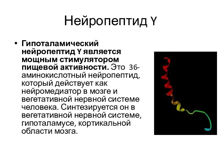 Нейропептид Y Гипоталамический нейропептид Y является мощным стимулятором пищевой активности. Это