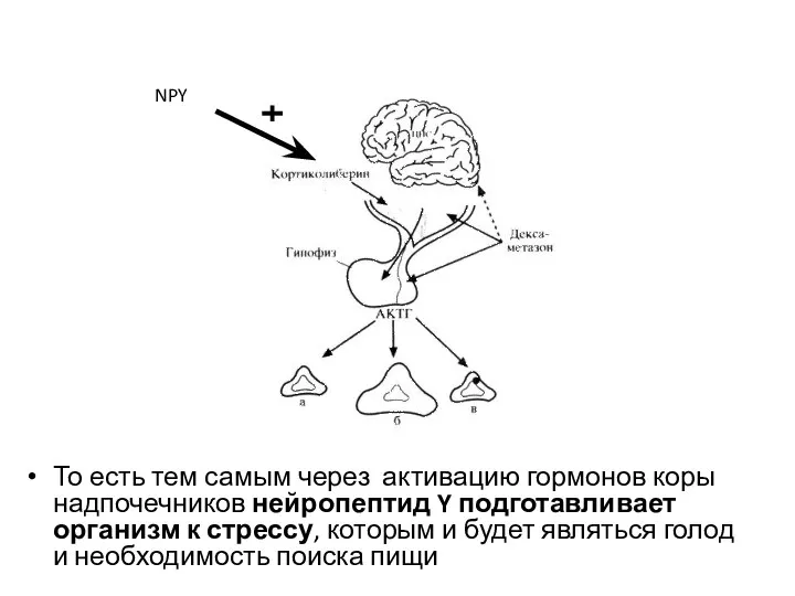 То есть тем самым через активацию гормонов коры надпочечников нейропептид Y