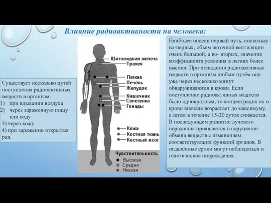 Влияние радиоактивности на человека: Существует несколько путей поступления радиоактивных веществ в