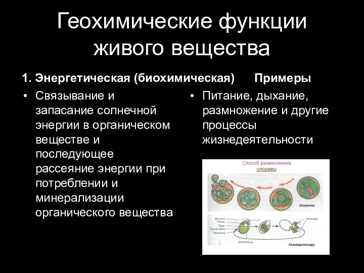 Геохимические функции живого вещества 1. Энергетическая (биохимическая) Связывание и запасание солнечной