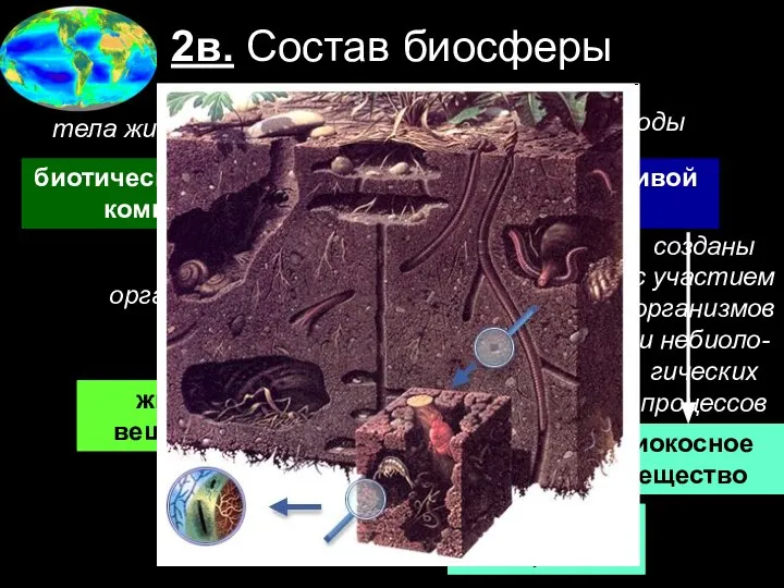 2в. Состав биосферы биотический = живой компонент абиотический = неживой компонент