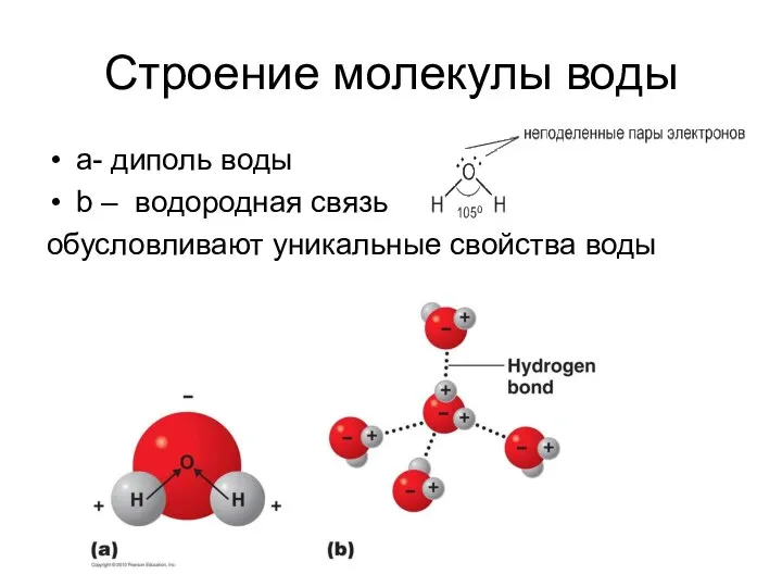 Cтроение молекулы воды а- диполь воды b – водородная связь обусловливают уникальные свойства воды