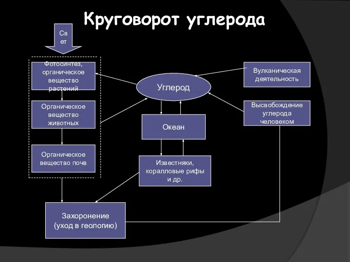 Круговорот углерода Фотосинтез, органическое вещество растений Органическое вещество животных Органическое вещество