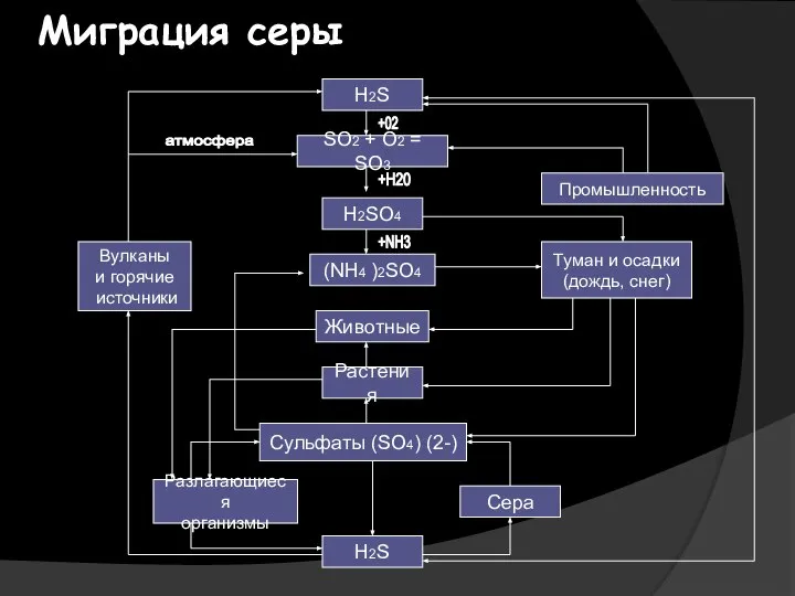 Миграция серы H2S SО2 + O2 = SО3 H2SO4 Животные Растения