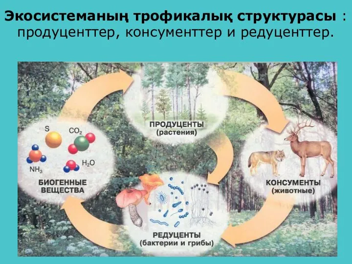 Экосистеманың трофикалық структурасы : продуценттер, консументтер и редуценттер.