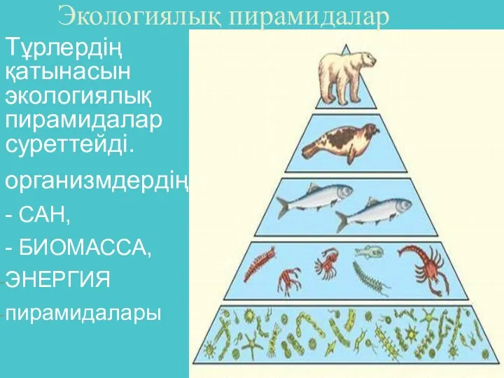 Экологиялық пирамидалар Тұрлердің қатынасын экологиялық пирамидалар суреттейді. организмдердің - САН, - БИОМАССА, ЭНЕРГИЯ пирамидалары