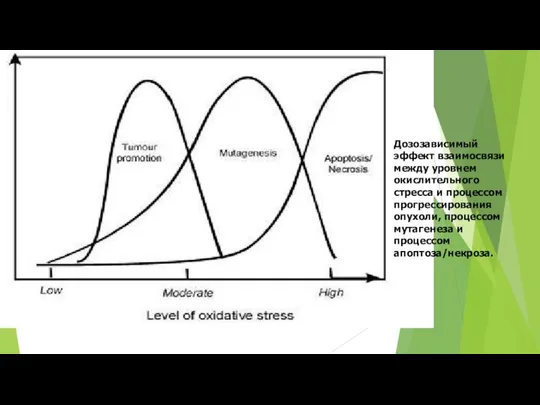 Дозозависимый эффект взаимосвязи между уровнем окислительного стресса и процессом прогрессирования опухоли, процессом мутагенеза и процессом апоптоза/некроза.