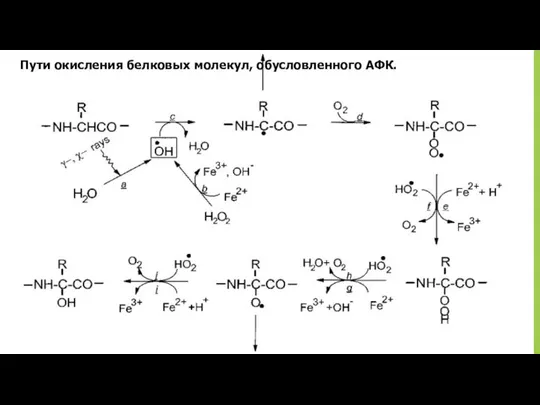 Пути окисления белковых молекул, обусловленного АФК.