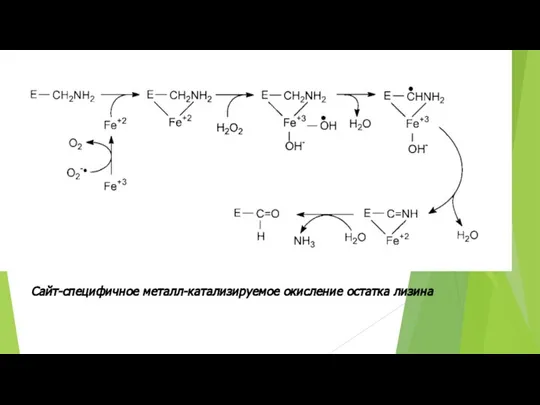 Сайт-специфичное металл-катализируемое окисление остатка лизина