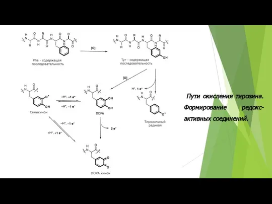 Пути окисления тирозина. Формирование редокс-активных соединений.