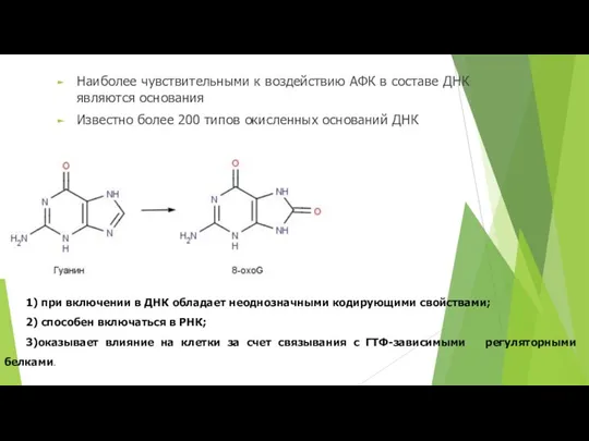 Наиболее чувствительными к воздействию АФК в составе ДНК являются основания Известно