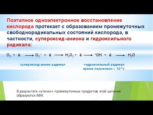 В результате «утечки» промежуточных продуктов этой цепочки образуются АФК