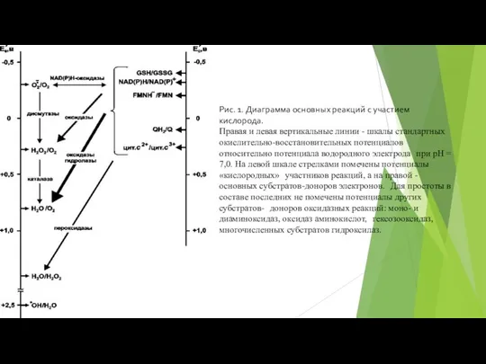 Рис. 1. Диаграмма основных реакций с участием кислорода. Правая и левая