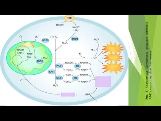 Рис. 1. Схематичная иллюстрация процессов генерации АФК в клетке и путей их элиминации