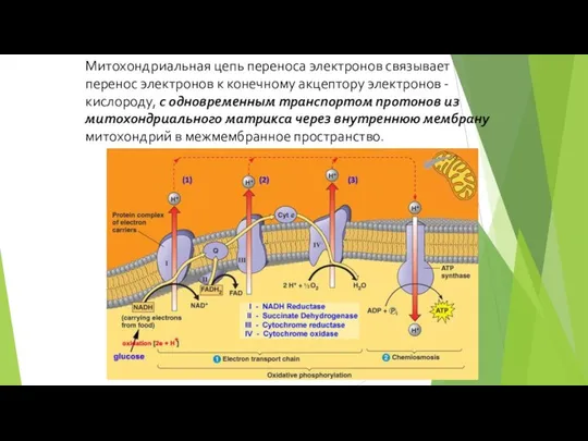 Митохондриальная цепь переноса электронов связывает перенос электронов к конечному акцептору электронов