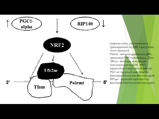 ядерные гены, участвующие в транскрипции мтДНК и регуляции этого процесса. Polrmt