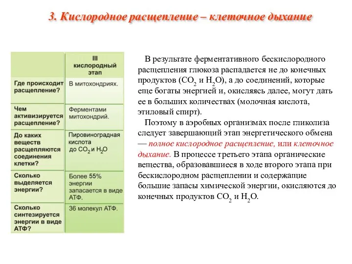 В результате ферментативного бескислородного расщепления глюкоза распадается не до конечных продуктов